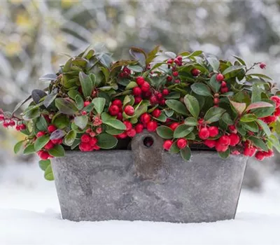 Gaultheria procumbens Gaultheria procumbens