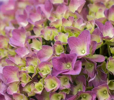 Hydrangea 'Magical'® Four Seasons Hydrangea 'Magical'® Four Seasons
