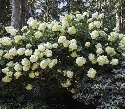 Hydrangea paniculata Hydrangea paniculata