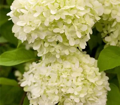 Hydrangea paniculata 'Limelight'(s) Hydrangea paniculata 'Limelight'(s)