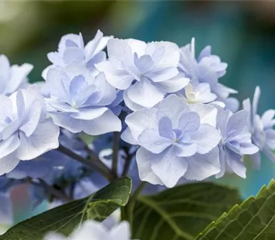 Hydrangea 'You & Me'®