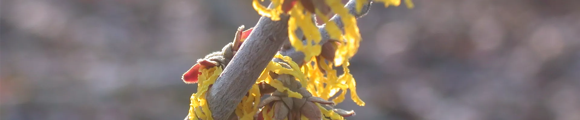 Hamamelis x intermedia 'Arnold Promise'