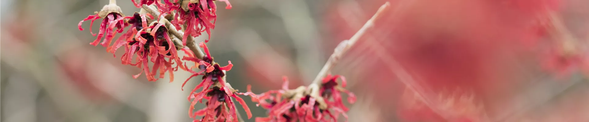 Hamamelis x intermedia 'Diane'