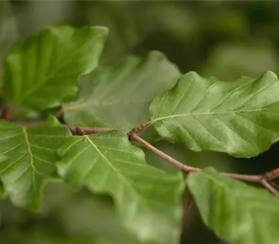 Fagus sylvatica Fagus sylvatica