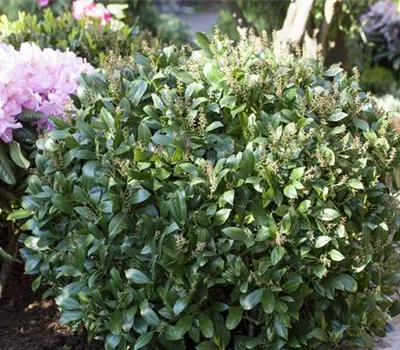 Prunus laurocerasus 'Mano' Prunus laurocerasus 'Mano'