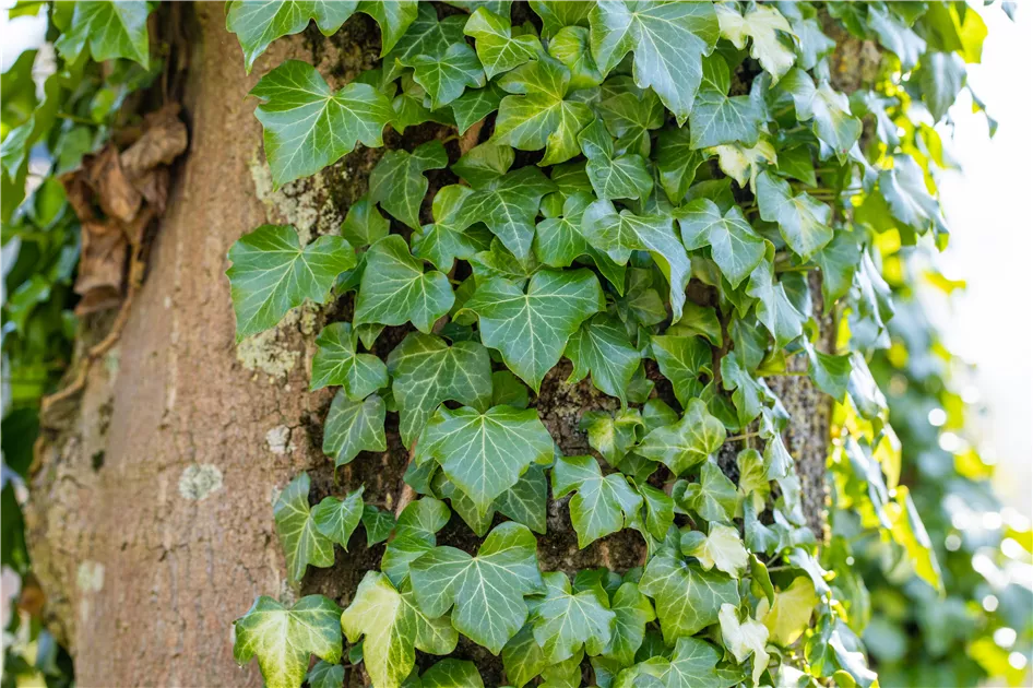 kriechendes schönpolster samen kaufen Callisia repens main image 1