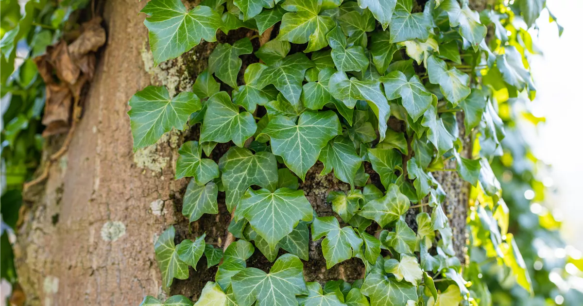 Hedera helix