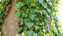 Hedera helix