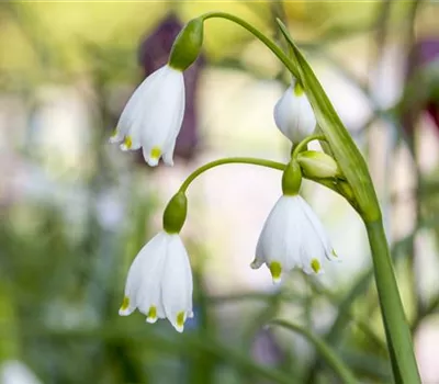 Leucojum aestivum Leucojum aestivum