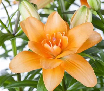 Lilium Lilium