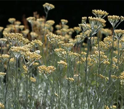 Helichrysum italicum