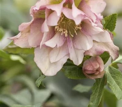 Helleborus orientalis