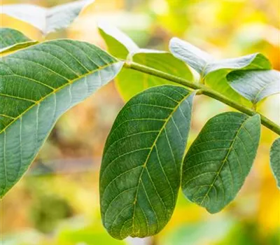 Juglans regia Juglans regia