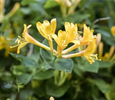 Lonicera heckrottii Lonicera heckrottii