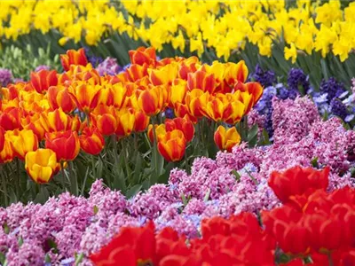Blumenzwiebeln als Highlight bei der Gartengestaltung