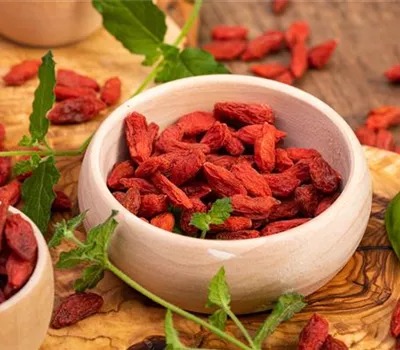 Lycium barbarum Lycium barbarum