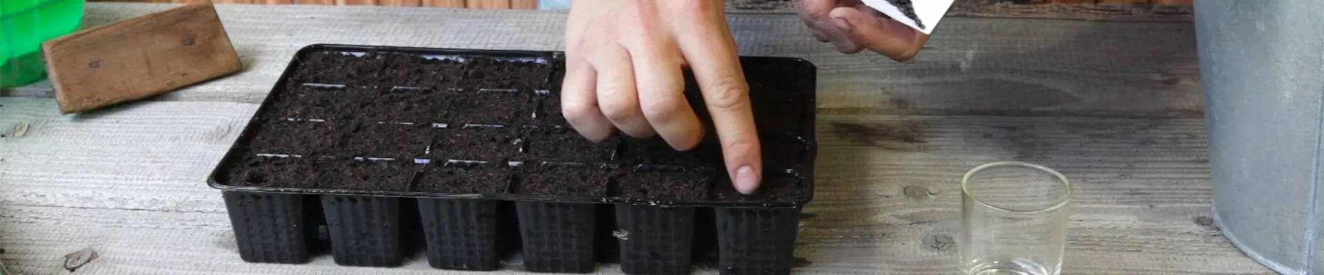 Sonnenblumen - Aussäen von Samen (thumbnail) Sonnenblumen - Aussäen von Samen (thumbnail)