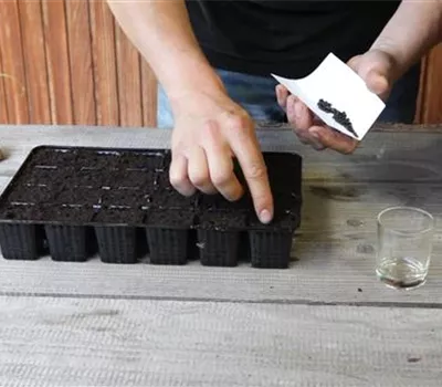 Sonnenblumen - Aussäen von Samen Sonnenblumen - Aussäen von Samen