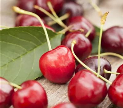 Prunus cerasus 'Karneol'®