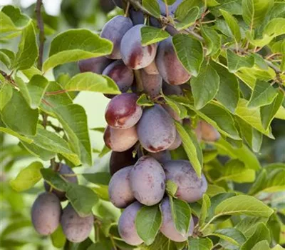 Prunus domestica subsp. domestica 'Hauszwetschge' Prunus domestica subsp. domestica 'Hauszwetschge'