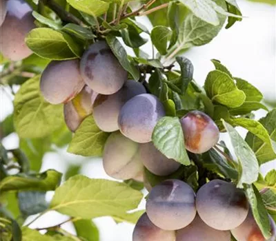 Prunus domestica 'Ruth Gerstetter' Prunus domestica 'Ruth Gerstetter'