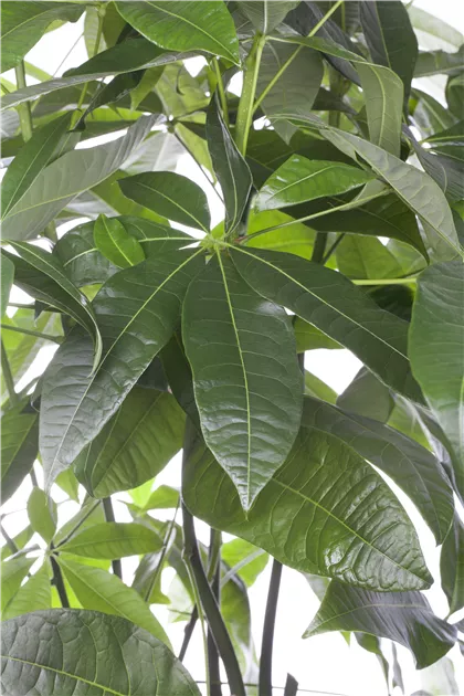 Pachira aquatica