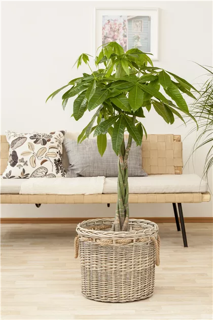 Pachira aquatica