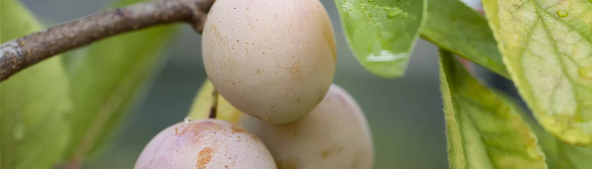 Prunus domestica subsp. syriaca 'Mirabelle von Nancy' Prunus domestica subsp. syriaca 'Mirabelle von Nancy'