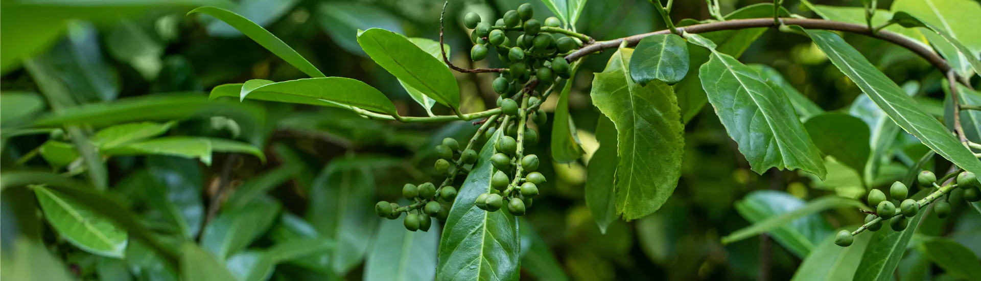Prunus laurocerasus Prunus laurocerasus