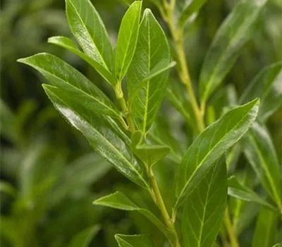 Prunus laurocerasus 'Caucasica' Prunus laurocerasus 'Caucasica'