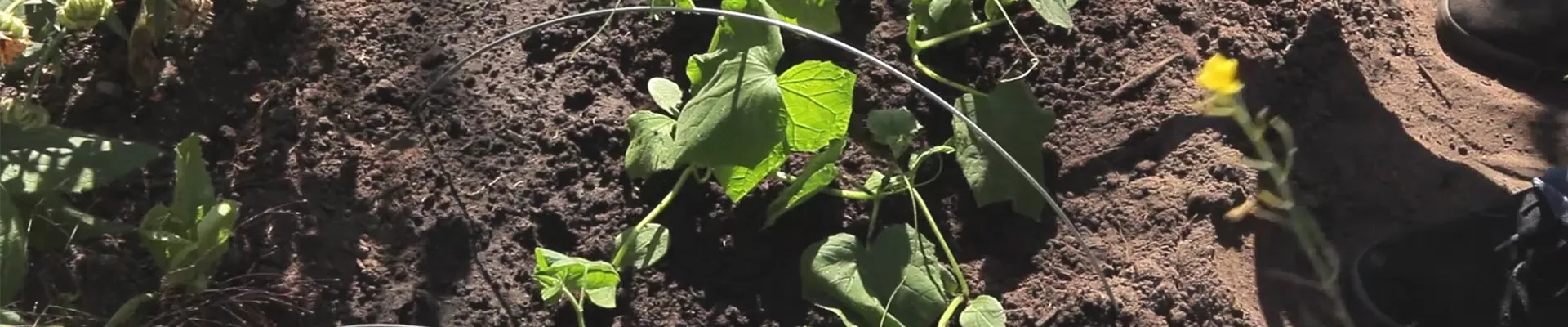 Gurken - Aussaat und Aufzucht (thumbnail) Gurken - Aussaat und Aufzucht (thumbnail)