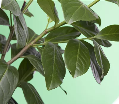 Prunus laurocerasus 'Novita' Prunus laurocerasus 'Novita'