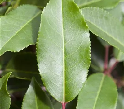 Prunus lusitanica 'Angustifolia' Prunus lusitanica 'Angustifolia'