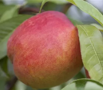 Prunus persica var. nucipersica 'Early Sungrand' Prunus persica var. nucipersica 'Early Sungrand'