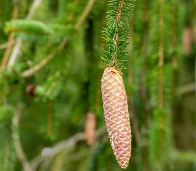 Picea abies Picea abies