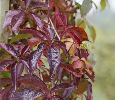 Parthenocissus quinquefolia Parthenocissus quinquefolia