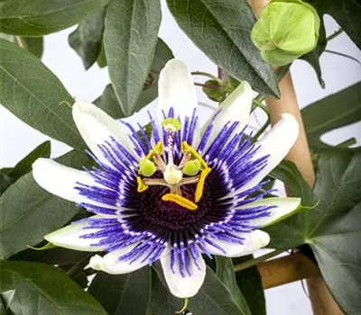 Passiflora caerulea Passiflora caerulea