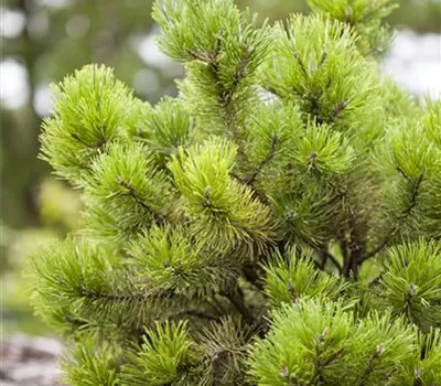 Pinus mugo Pinus mugo