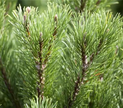 Pinus mugo 'Carsten´s Wintergold' Pinus mugo 'Carsten´s Wintergold'