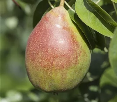 Pyrus communis 'Clapps Liebling' Pyrus communis 'Clapps Liebling'