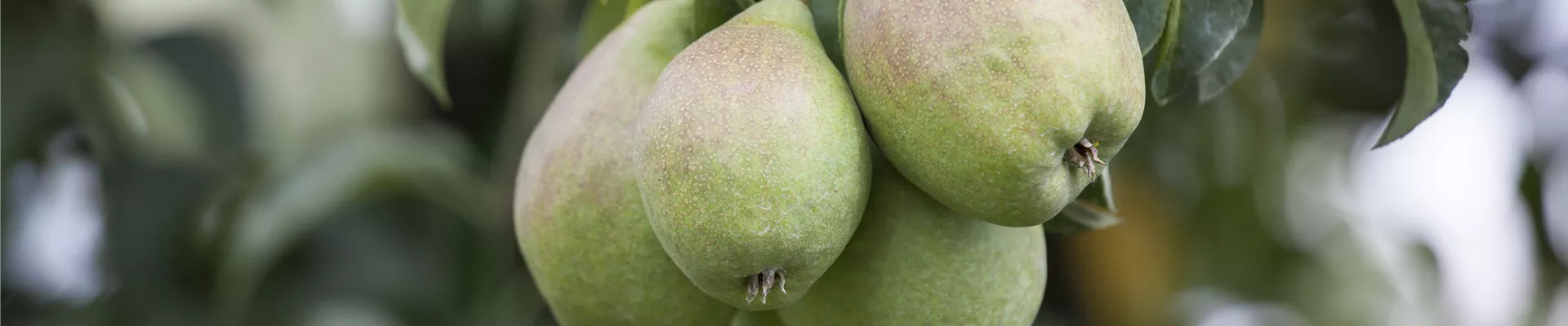 Pyrus communis Pyrus communis