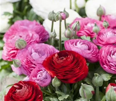 Ranunculus asiaticus Ranunculus asiaticus