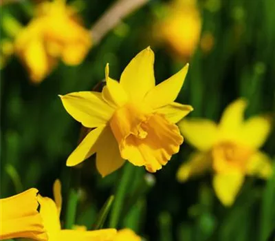 Narcissus cyclamineus 'Tête à Tête' Narcissus cyclamineus 'Tête à Tête'