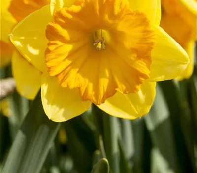 Narcissus in großkronigen Sorten Narcissus in großkronigen Sorten