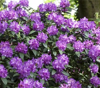 Rhododendron Hybride (großblumig) Rhododendron Hybride (großblumig)