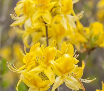 Rhododendron luteum Rhododendron luteum