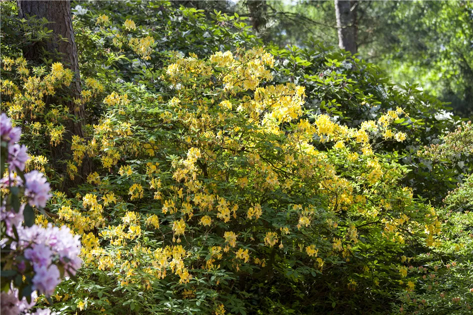 thuja brabant bestellen Lebensbaum 'Brabant' kaufen | Thuja occidentalis 'Brabant'