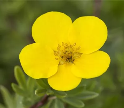 Potentilla fruticosa Potentilla fruticosa