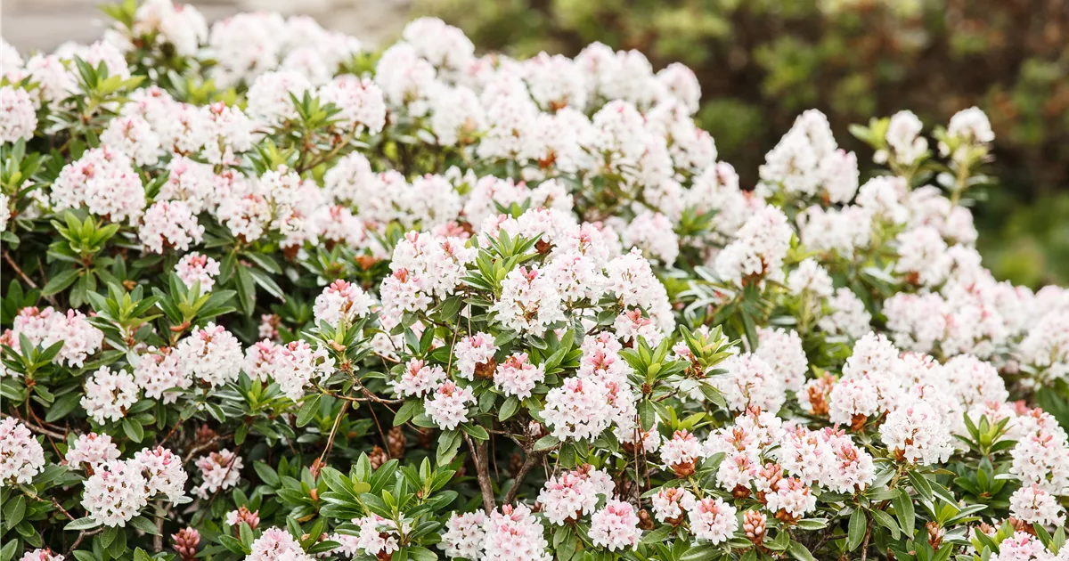 Rhododendron micranthum 'Bloombux'