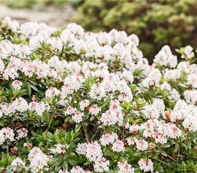 Rhododendron micranthum 'Bloombux'® Rhododendron micranthum 'Bloombux'®